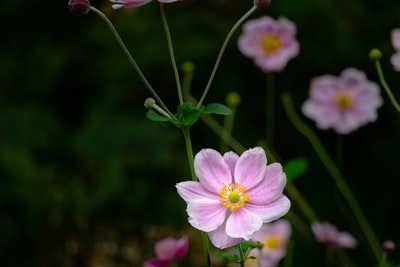 Tilt shift lens in the pink
